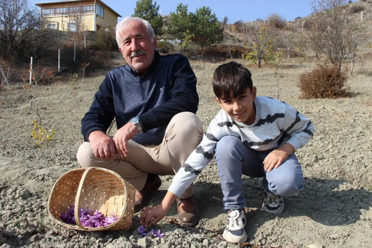 Dünyanın En Pahalı Baharatını Yetiştiriyor 6