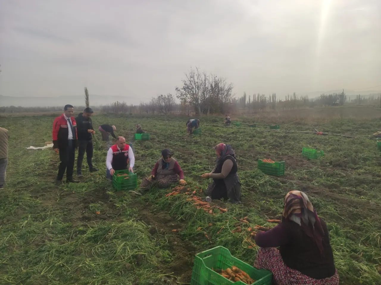 Tarlada turuncu hasat 1