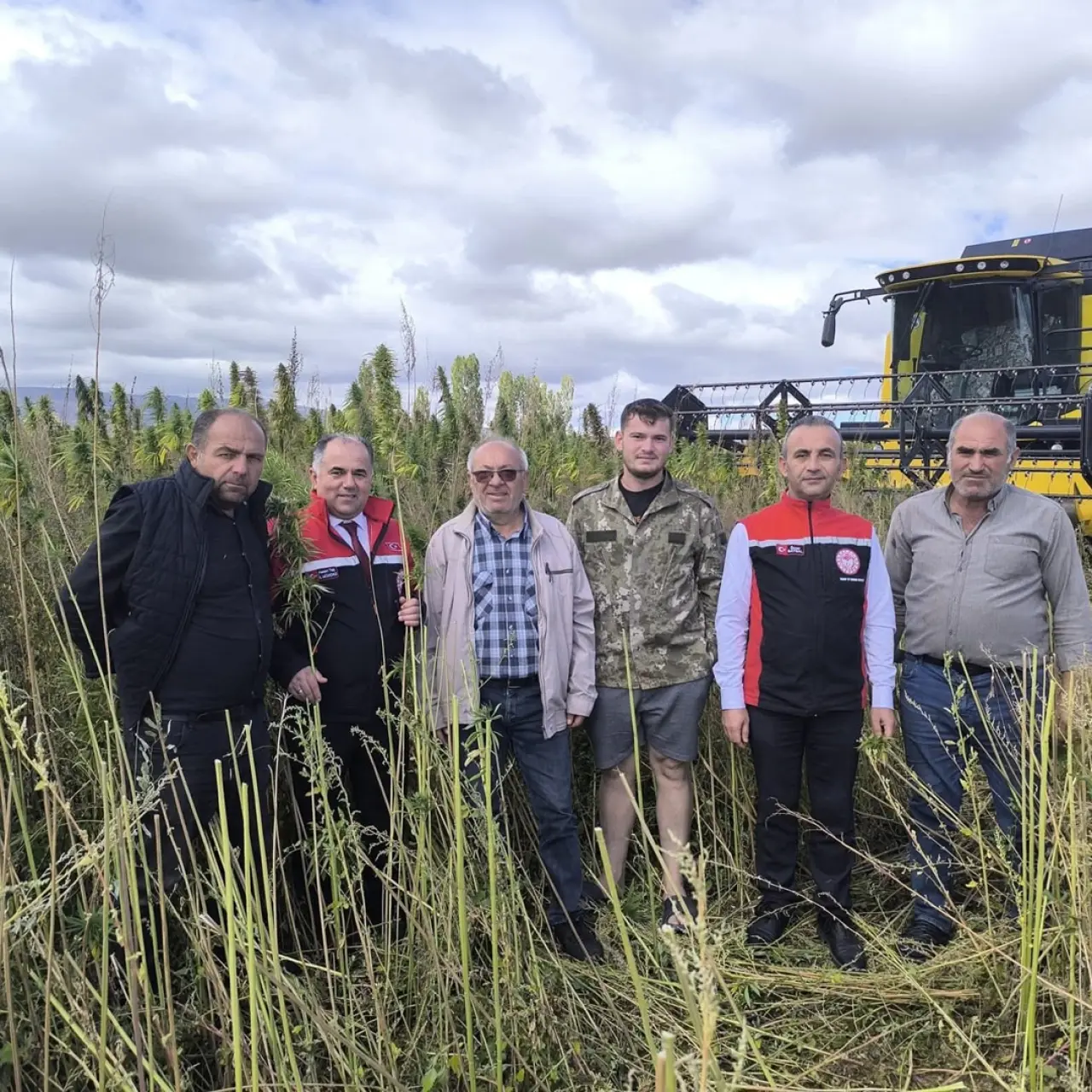 Kenevirde ilk hasat heyecanı 2