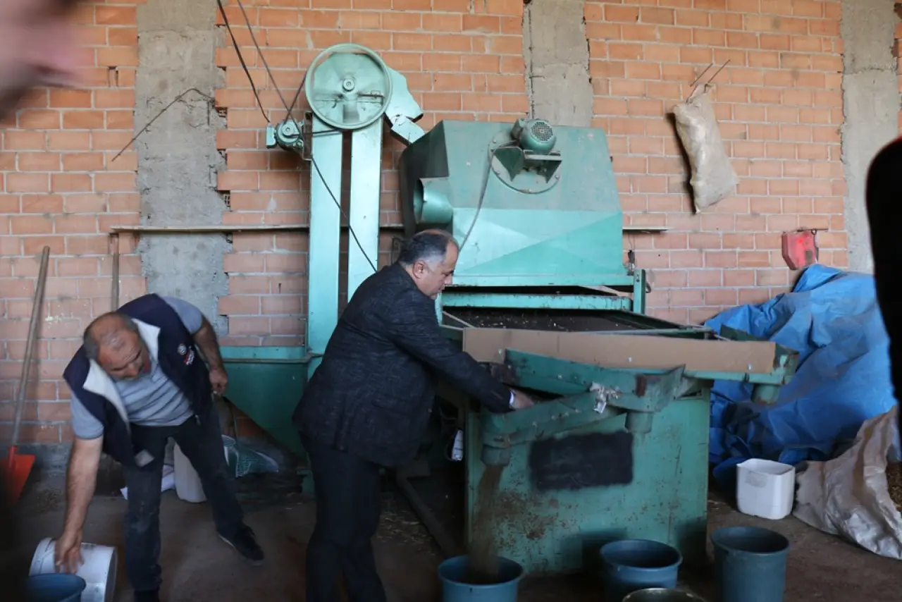 143 Dekar Alanda Kenevir Hasadı 5