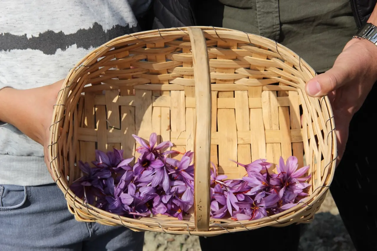 Dünyanın En Pahalı Baharatını Yetiştiriyor 7