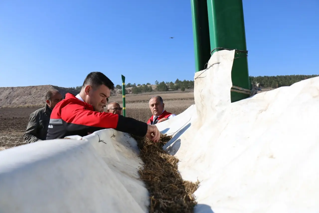 143 Dekar Alanda Kenevir Hasadı 1