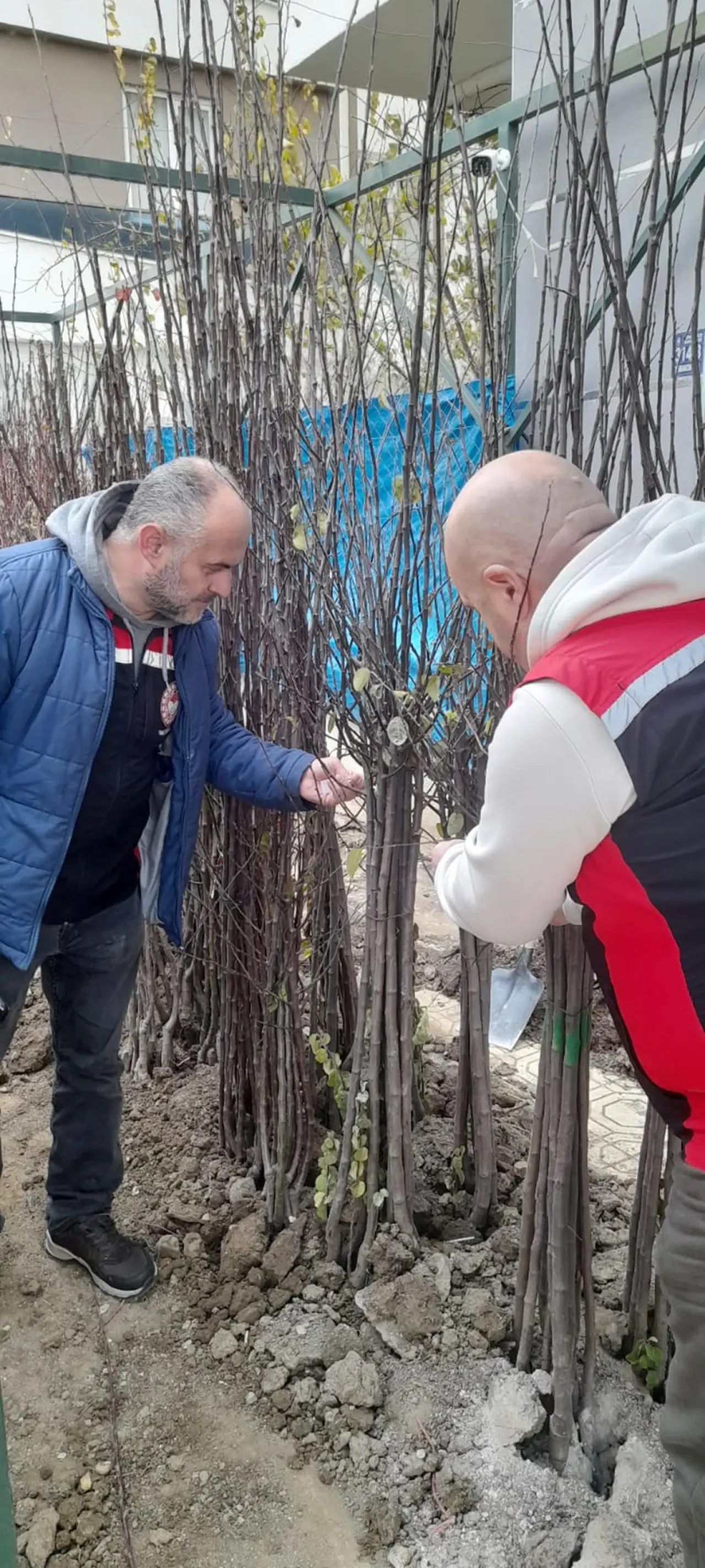 Fidanlar mercek altında 2