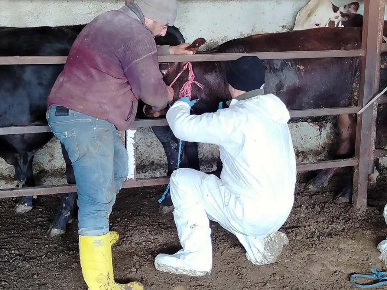 İthal Sığırlar Yakın Takipte 3