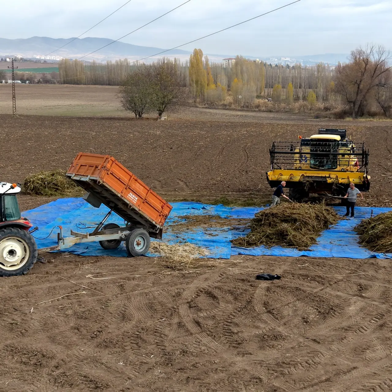 Kenevirde ilk hasat heyecanı 5