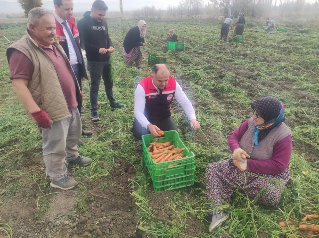 Tarlada turuncu hasat 4