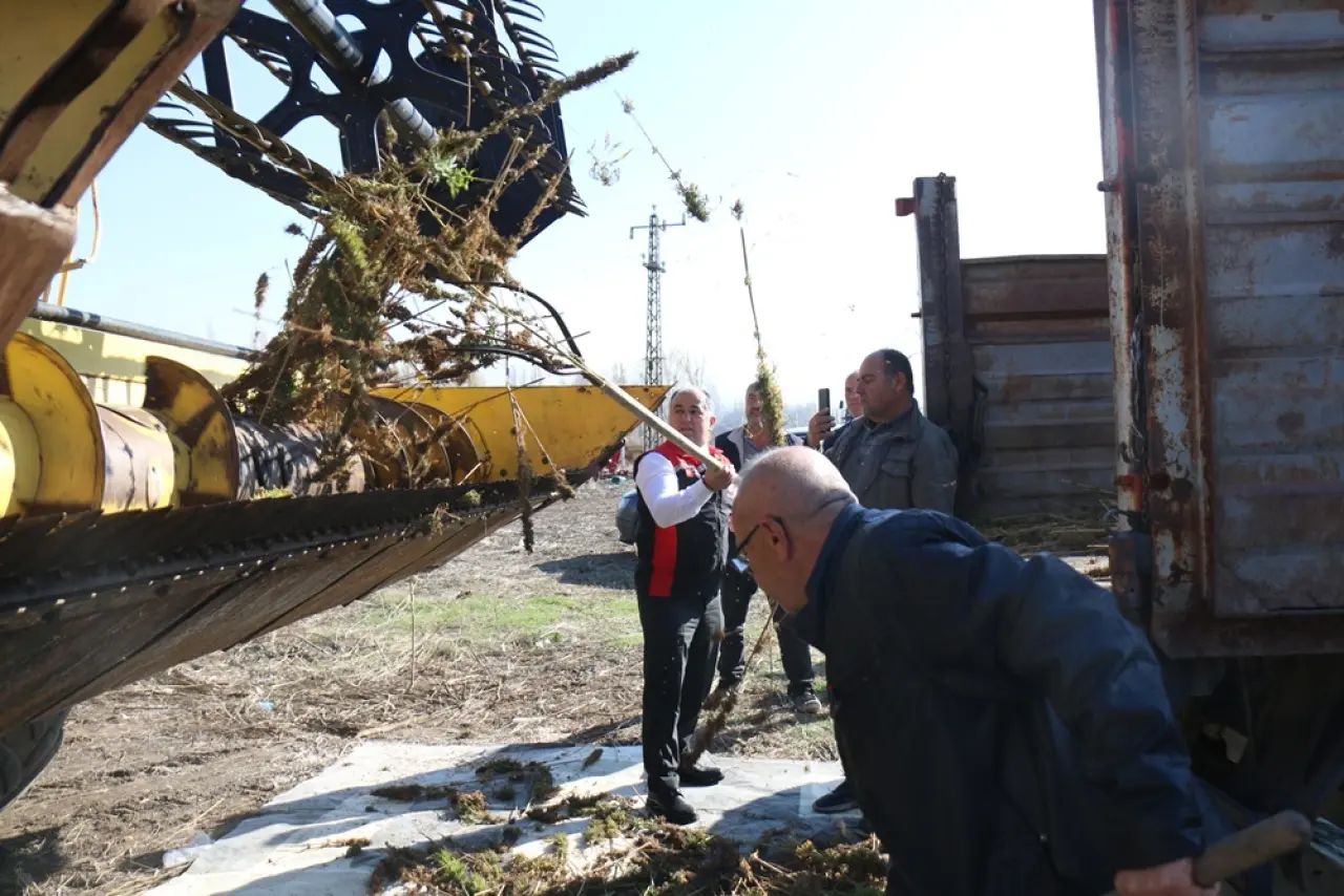 143 Dekar Alanda Kenevir Hasadı 7