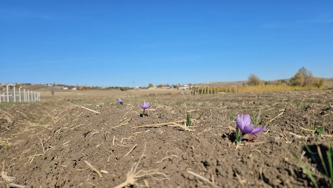 Safran Hasat Şenliği Yapıldı 5