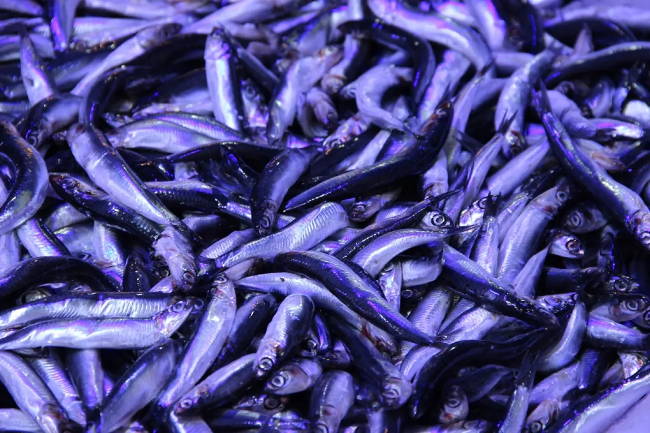 Fiyat Düştü, Talep Arttı 4