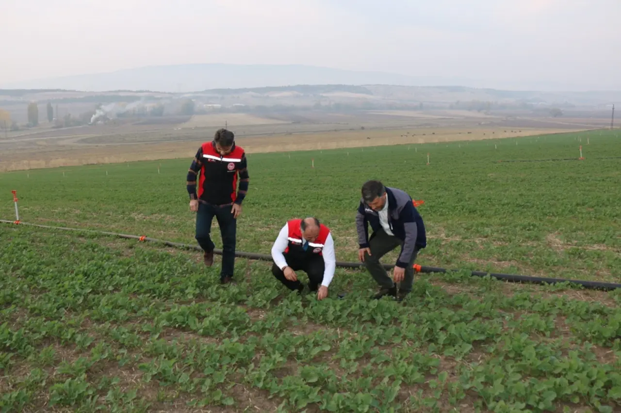 Kanola, Hayvancılık ve Mısır Hasadı İncelendi 4