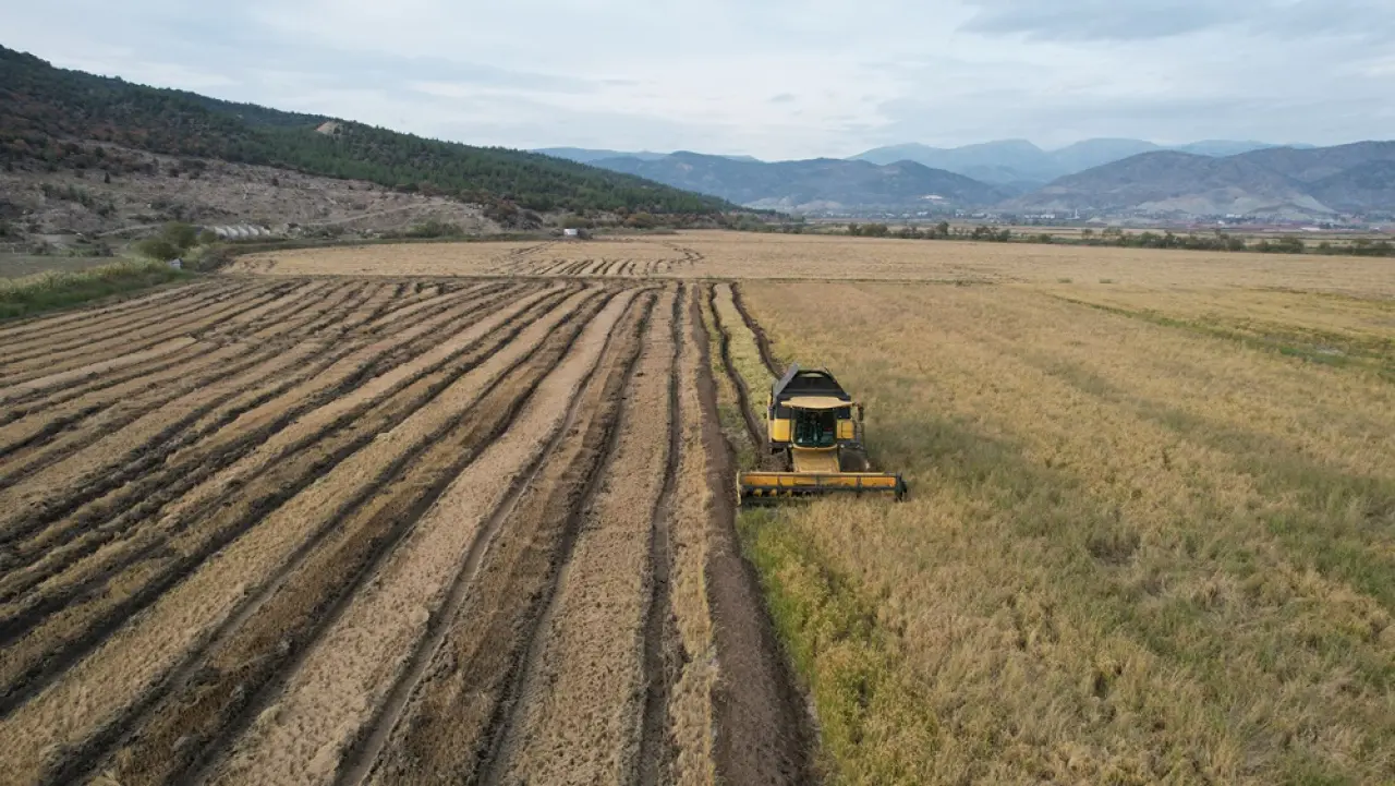 Modern Kurutma Pirinçte Lezzet ve Verim Kalitesini Artırıyor 1