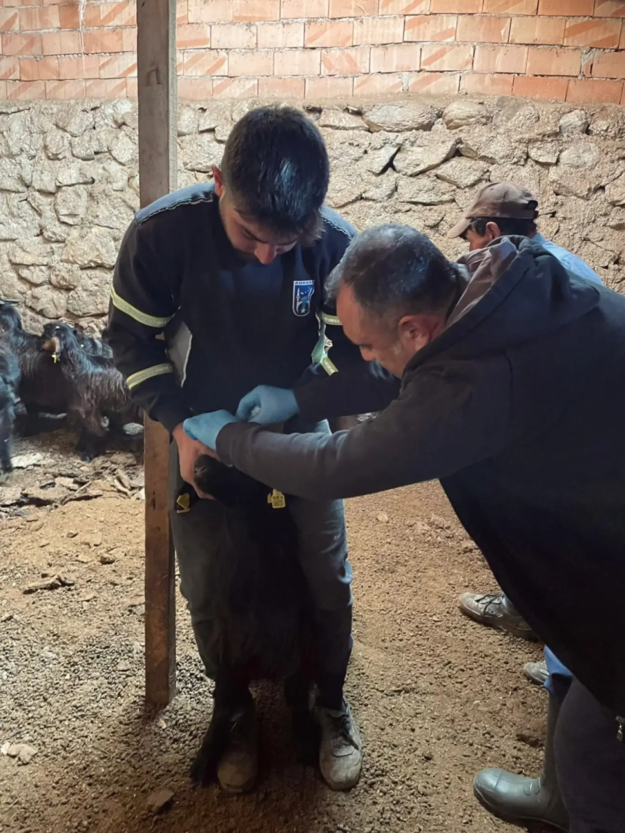 Küçükbaş Hayvanlara Brucella Kalkanı 3