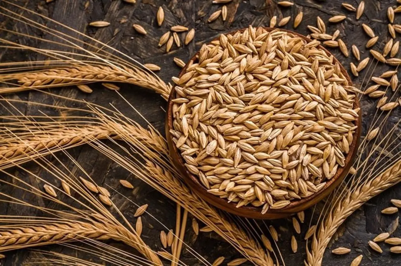 Çorum’da Arpa Üretimi Arttı 2