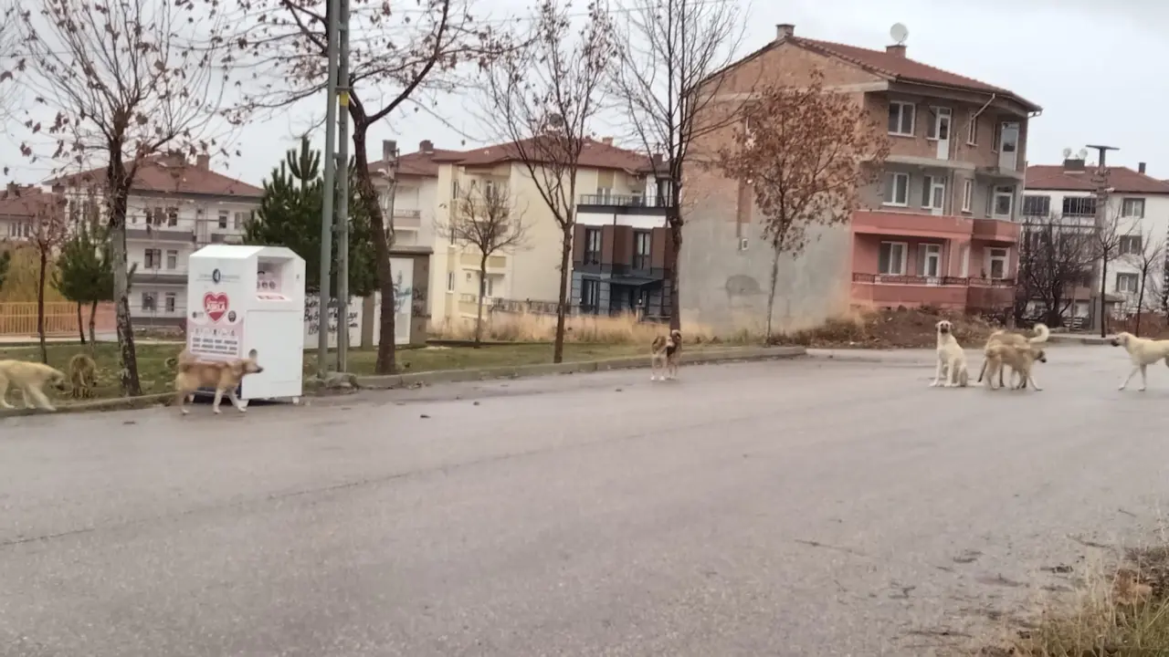 Okul Yolunda Korku 2