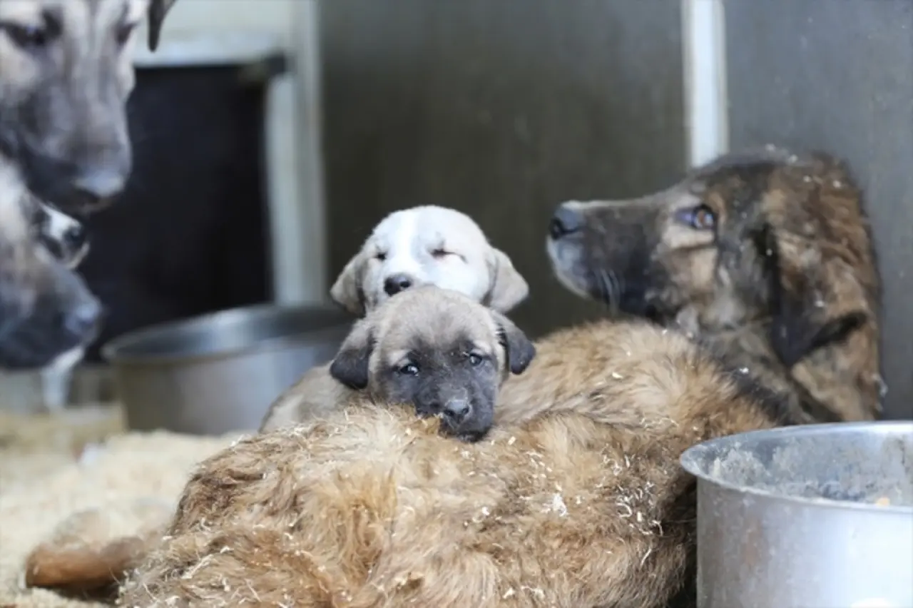 Çözüm Barınak Mı, Sokakta Yaşam Mı? 2