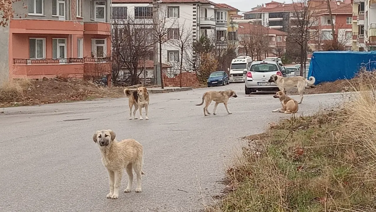 Okul Yolunda Korku 3