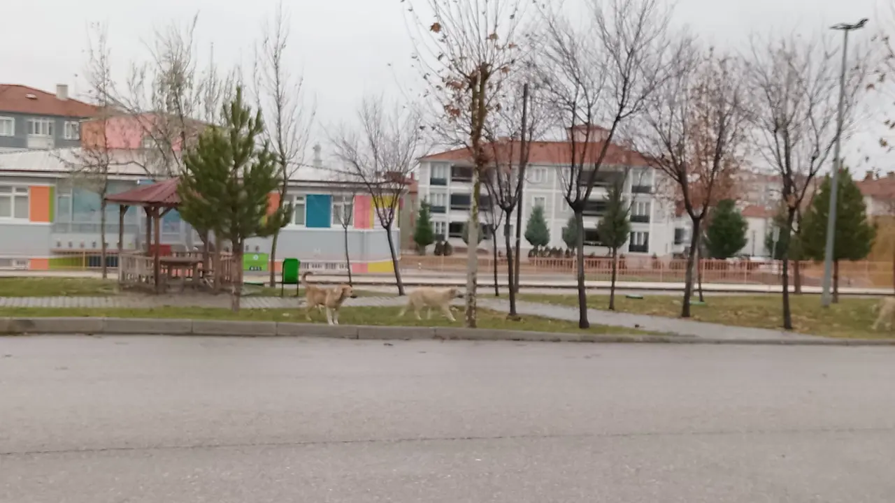 Okul Yolunda Korku 1