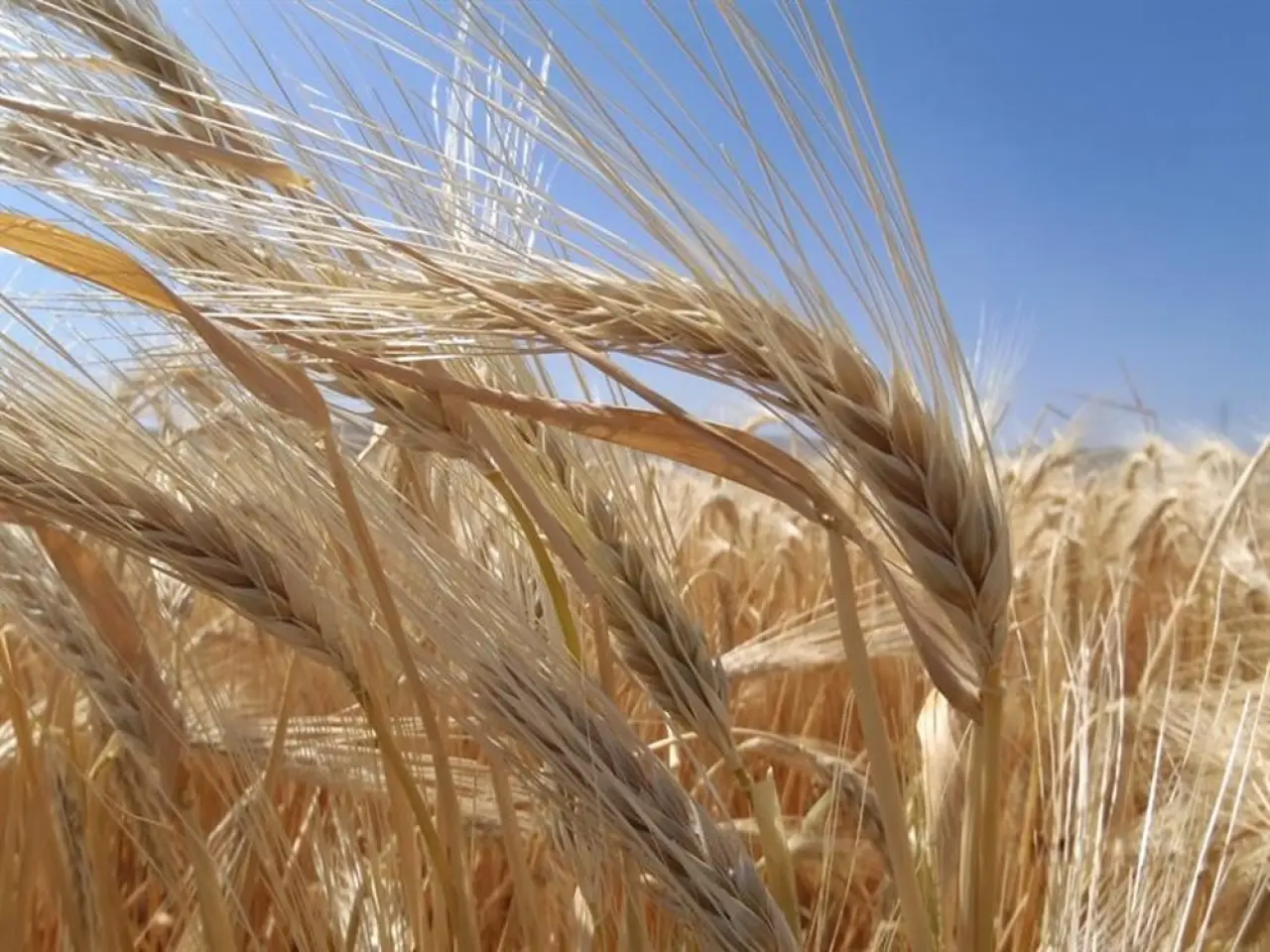 Çorum’da Arpa Üretimi Arttı 1