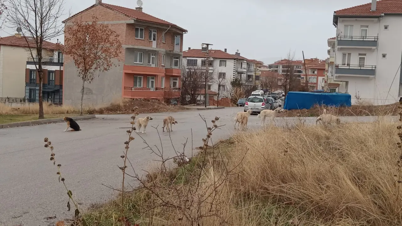 Okul Yolunda Korku 4