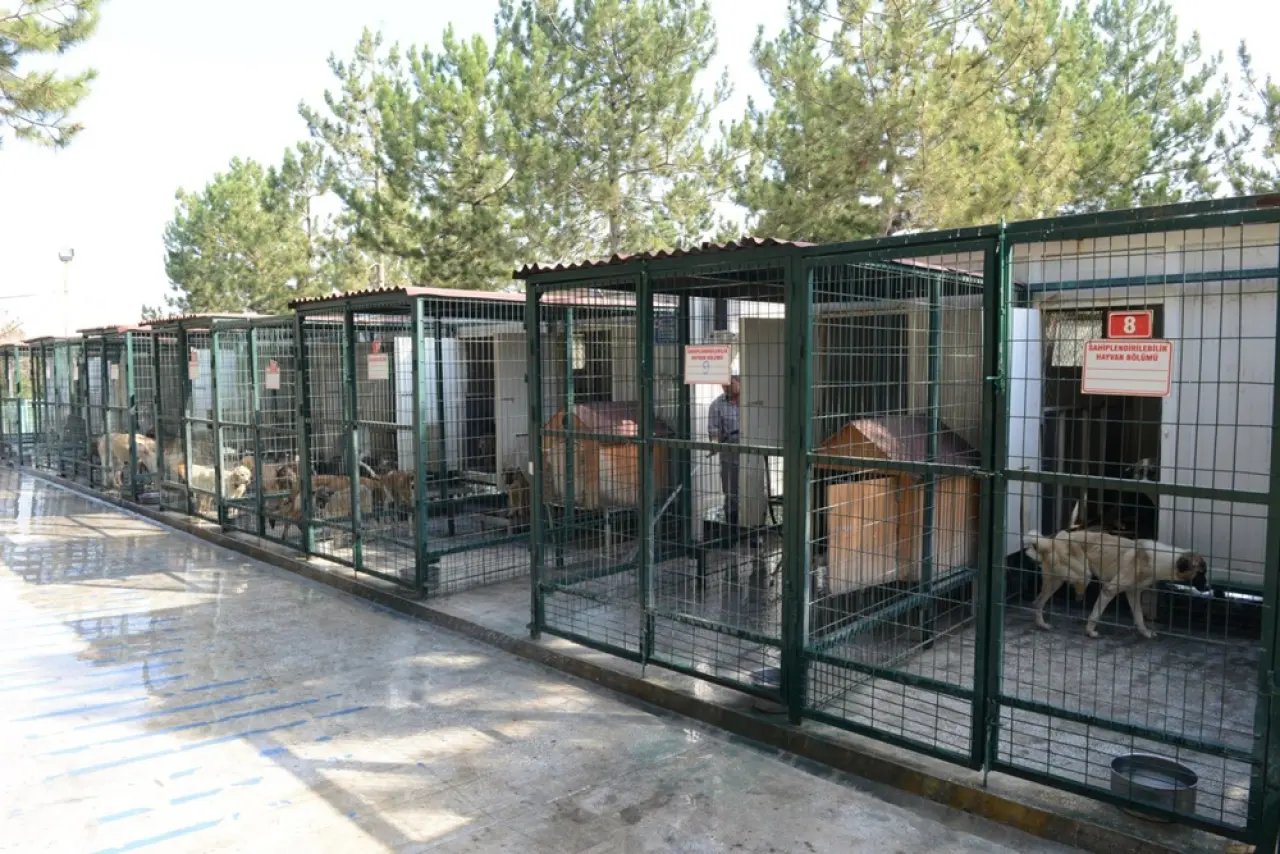 Çözüm Barınak Mı, Sokakta Yaşam Mı? 11