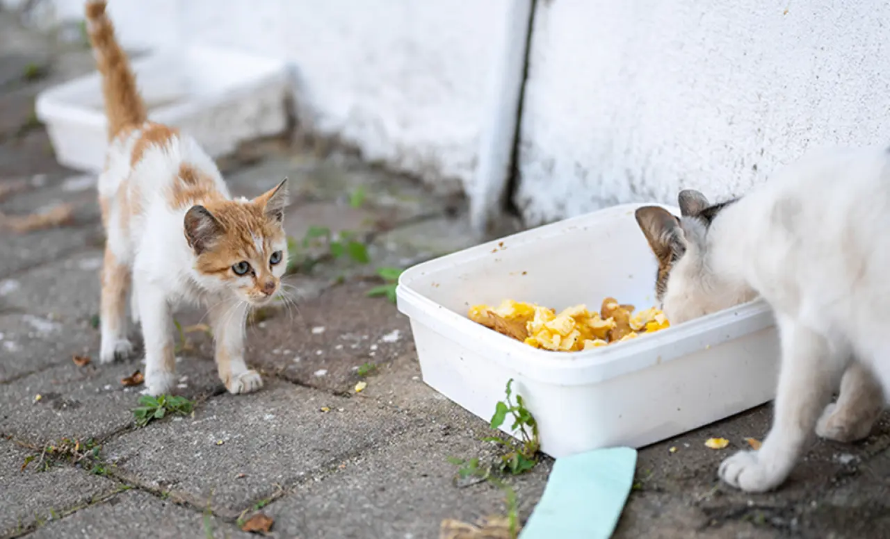 Çözüm Barınak Mı, Sokakta Yaşam Mı? 3