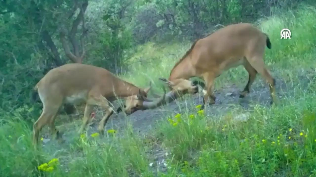 Kavga Eden Dağ Keçileri Böyle Görüntülendi 1