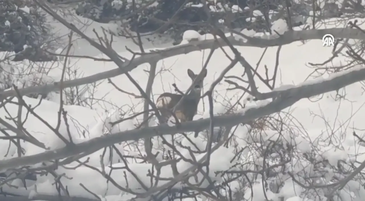 Doğanın Kalbinden Gelen Sürpriz Kareler 1