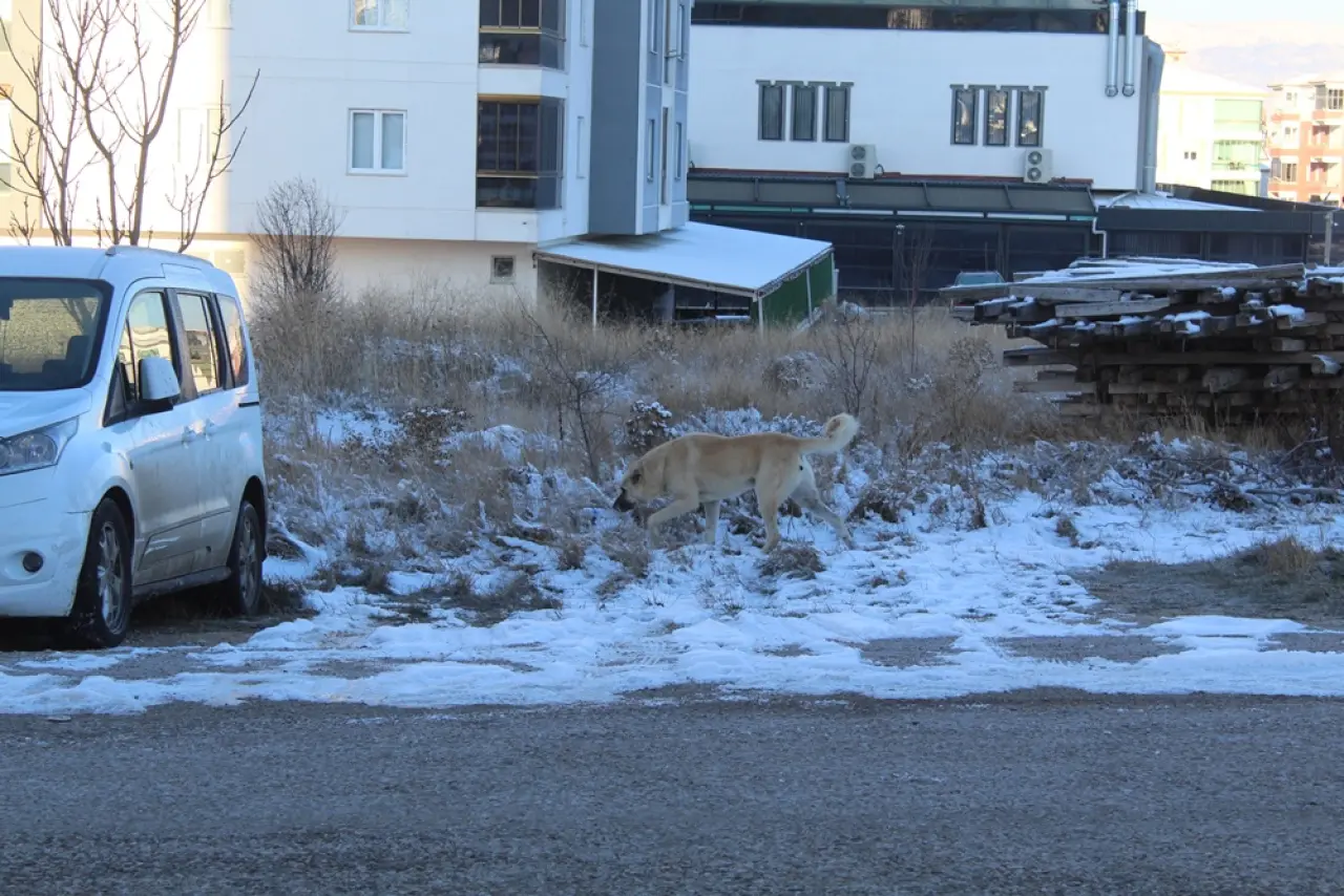 Sokak Hayvanlarının Soğukta Yaşam Mücadelesi 4
