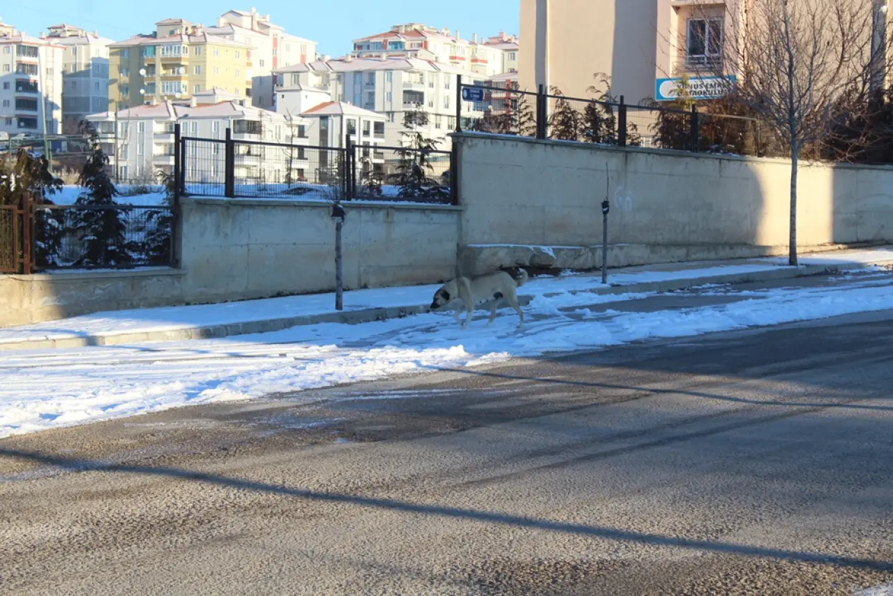 Sokak Hayvanlarının Soğukta Yaşam Mücadelesi 2