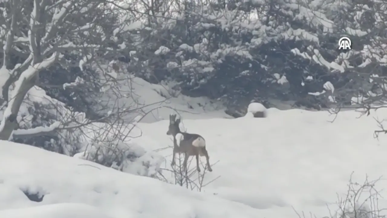 Doğanın Kalbinden Gelen Sürpriz Kareler 2