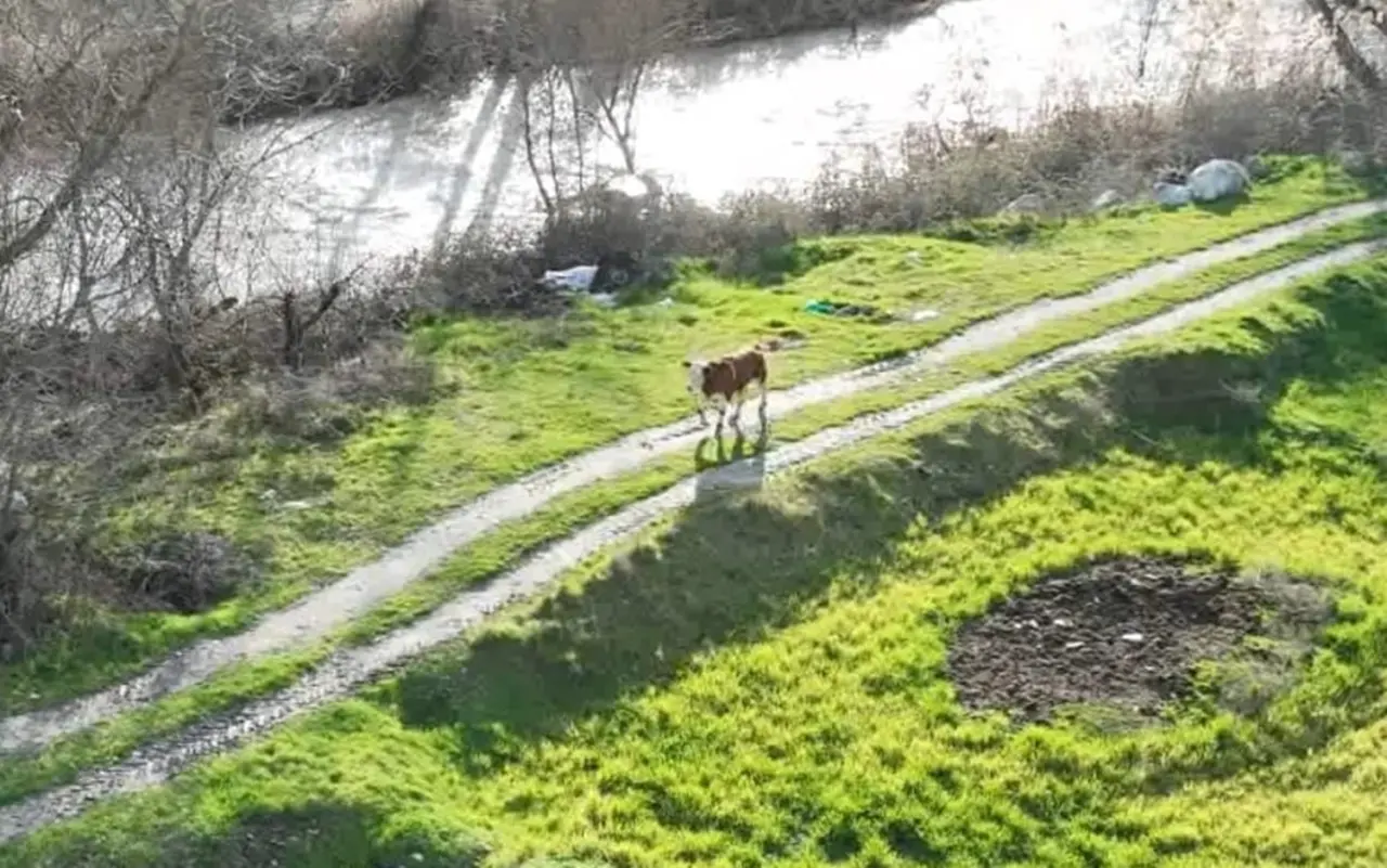 3 Kilometre Uzaklıktaki Tarlada Bulundu 2