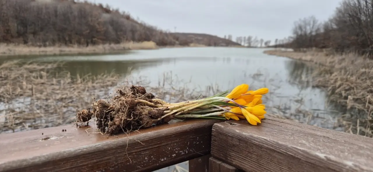 Boğazkale’de Baharın Habercisi Çiğdemler Açtı 2