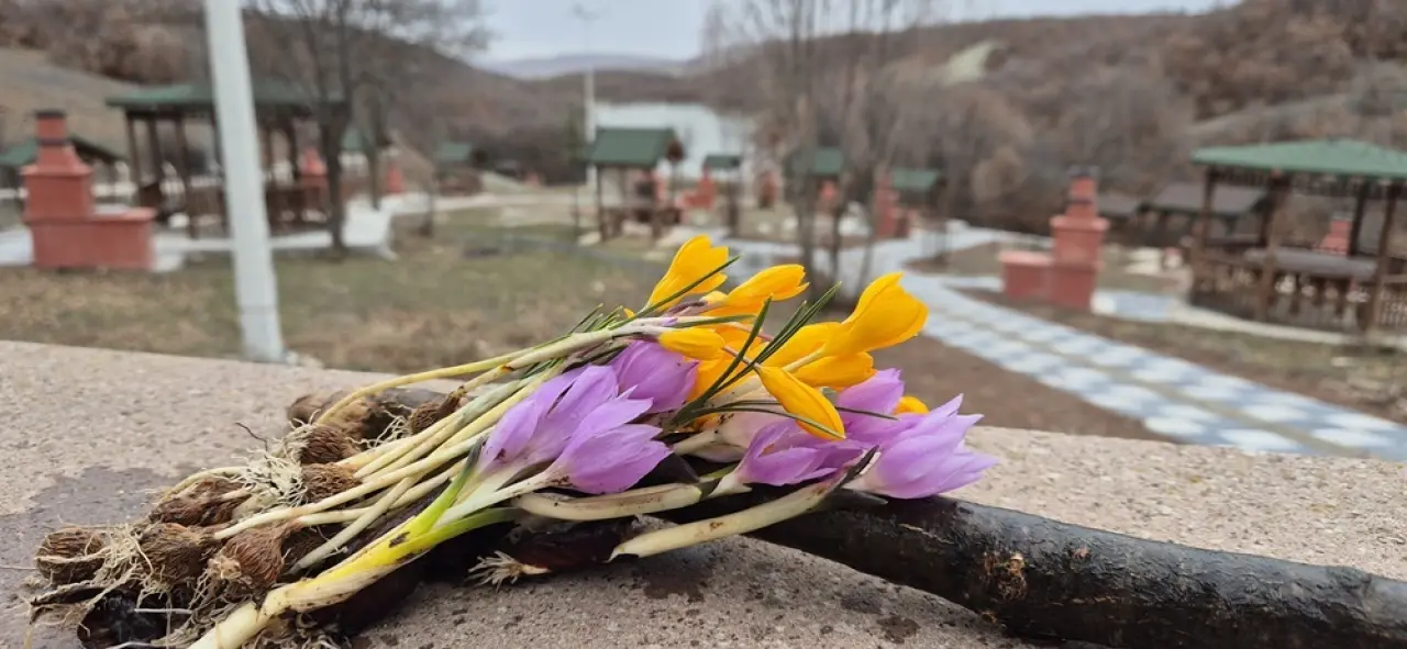 Boğazkale’de Baharın Habercisi Çiğdemler Açtı 5