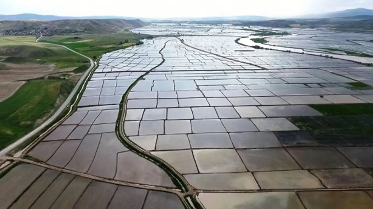 Kargı Belediyesi Çeltik Satacak 1