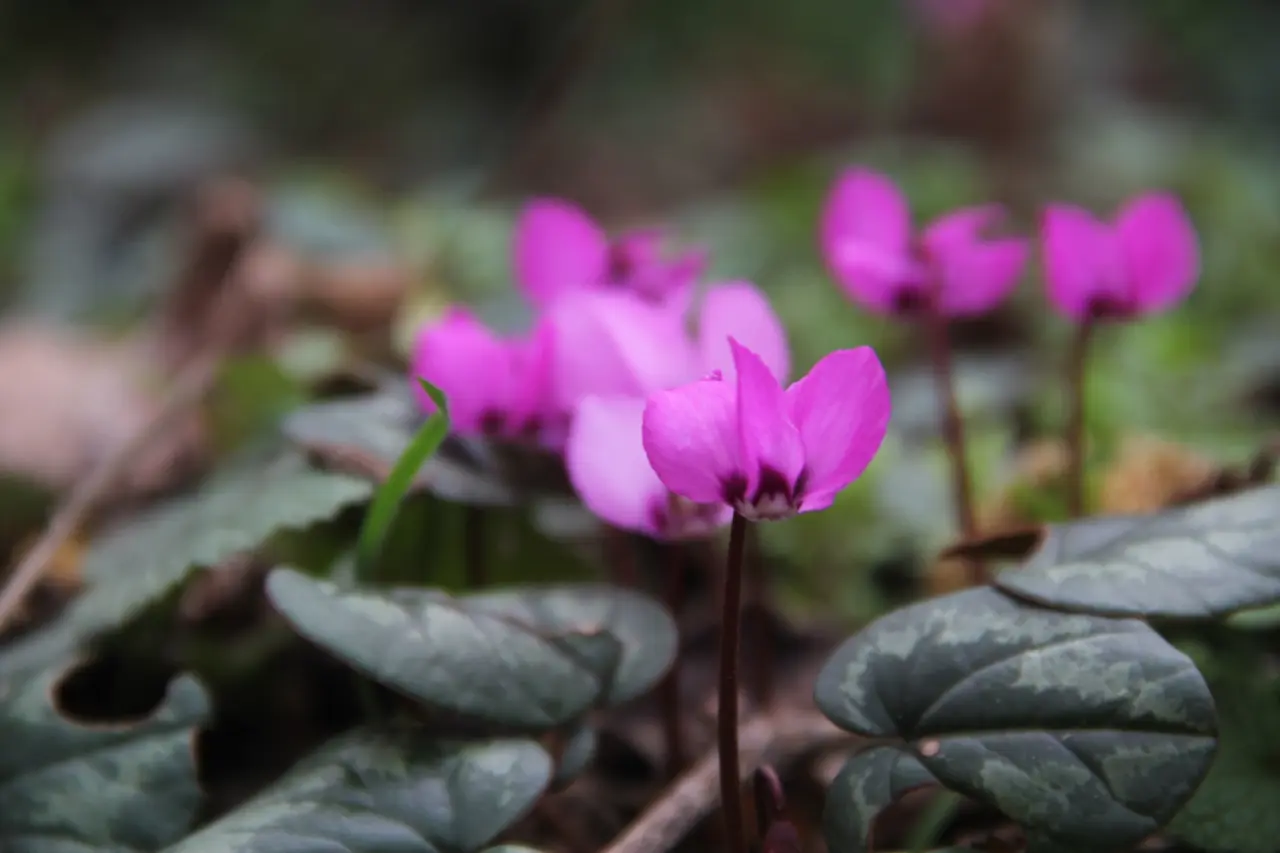 Bu Güzellikler Çorum’da 2
