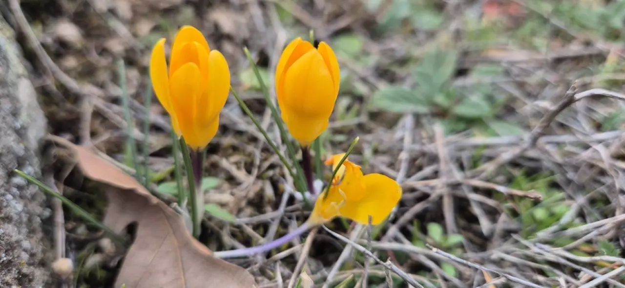 Boğazkale’de Baharın Habercisi Çiğdemler Açtı 1