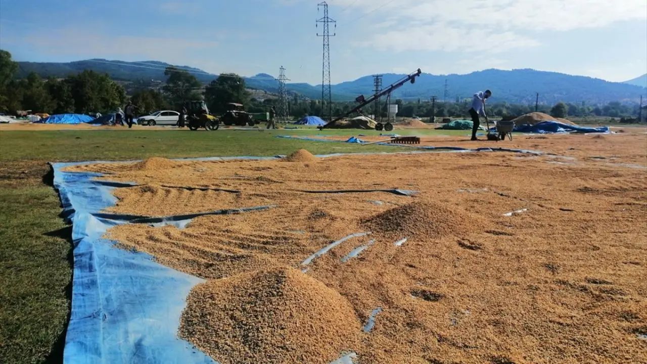 Kargı Belediyesi Çeltik Satacak 2