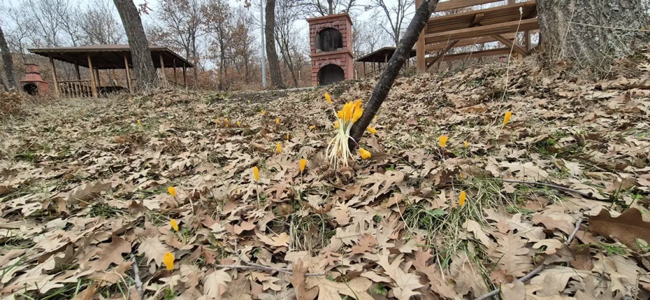 Boğazkale’de Baharın Habercisi Çiğdemler Açtı 4