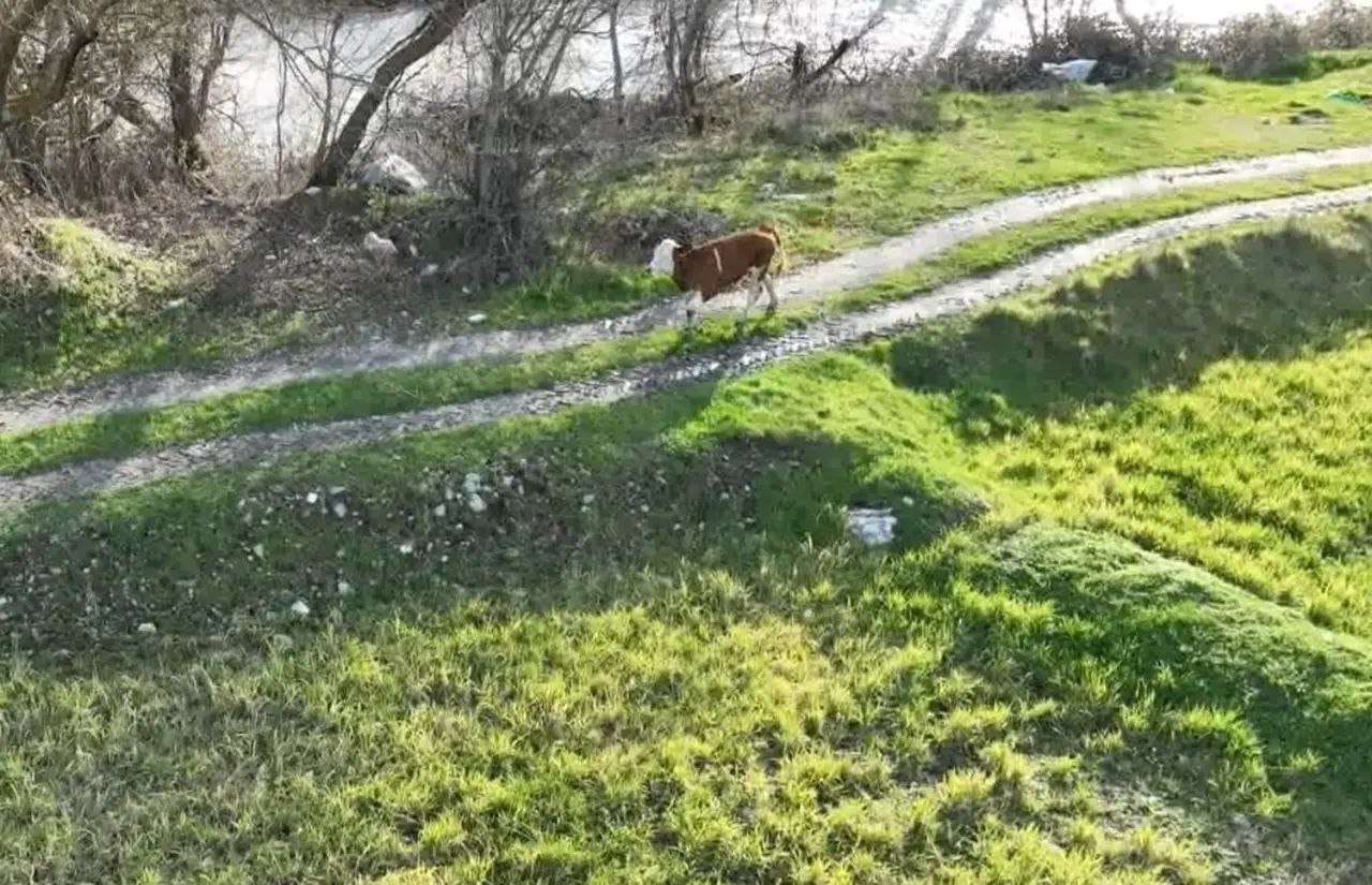 3 Kilometre Uzaklıktaki Tarlada Bulundu 3