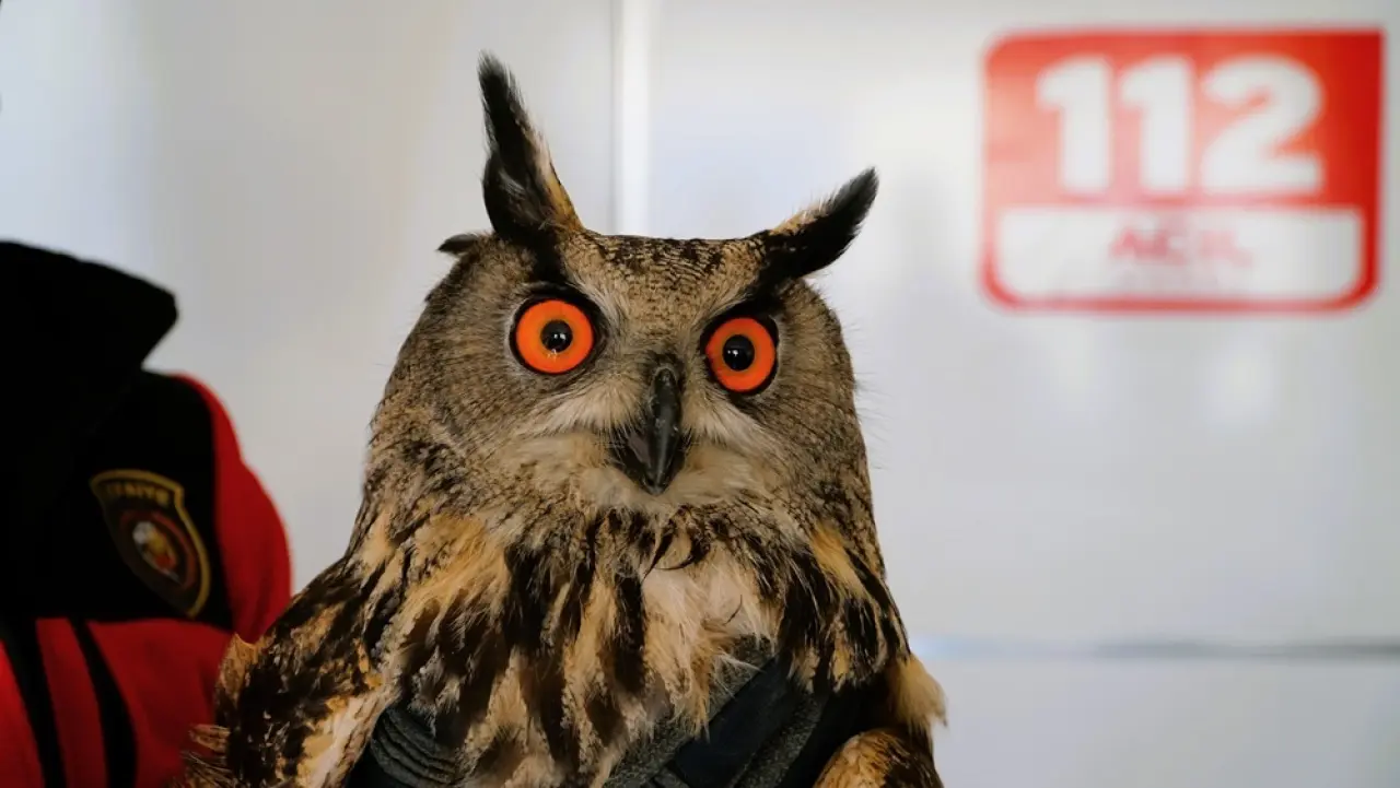 Yaralı Puhu İçin Seferberlik 2