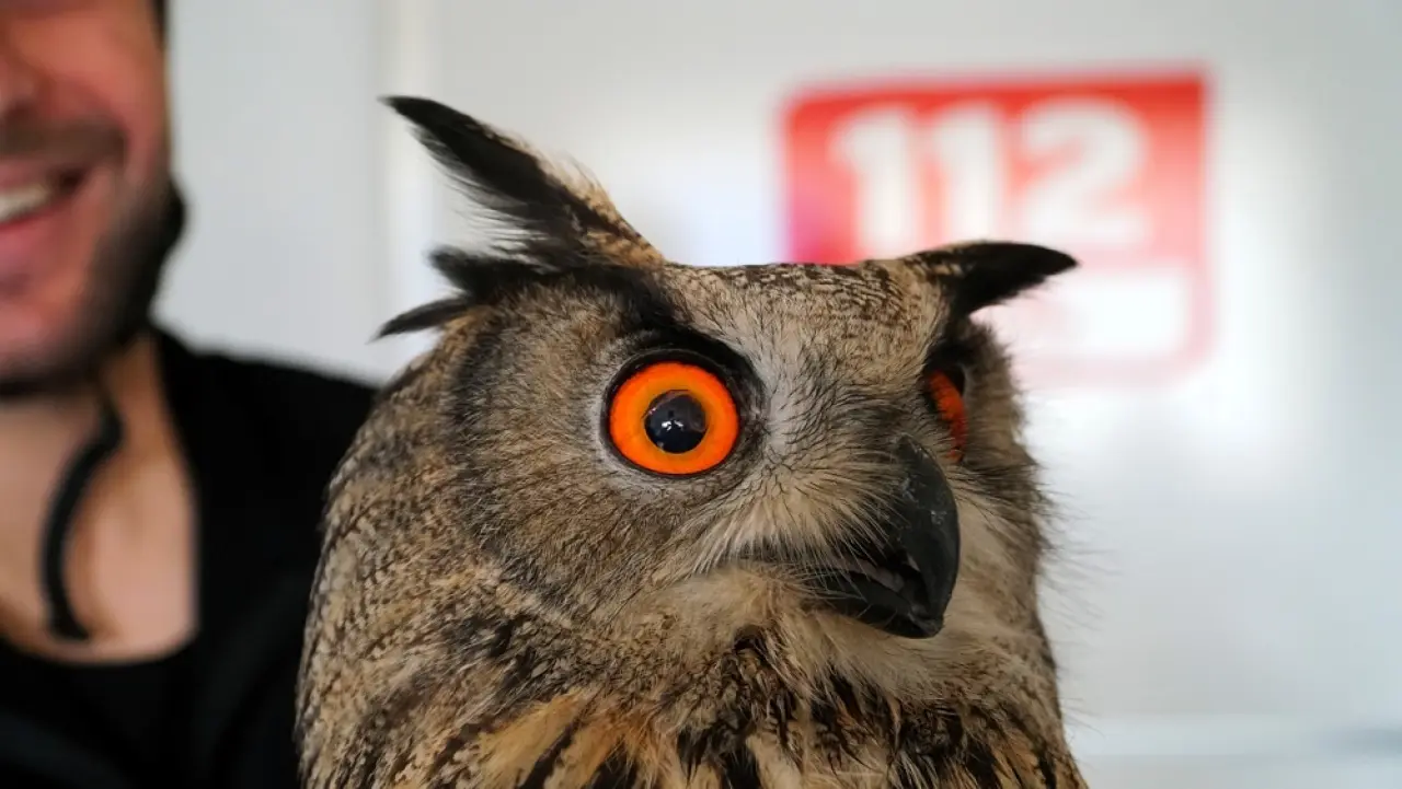 Yaralı Puhu İçin Seferberlik 1