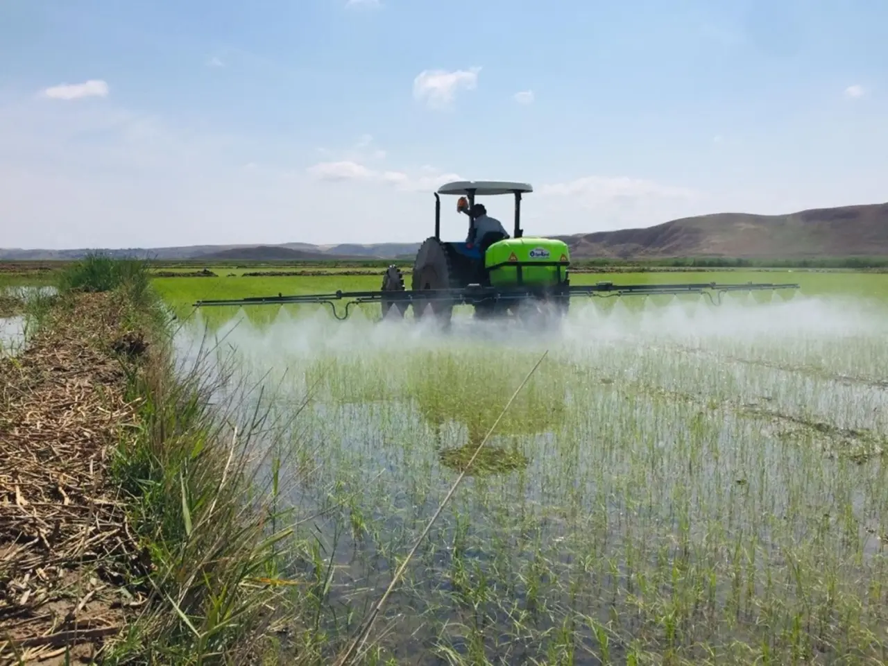 Çorum’da Çeltik Arazileri Kiralanacak, İşte Başvuru Detayları 1