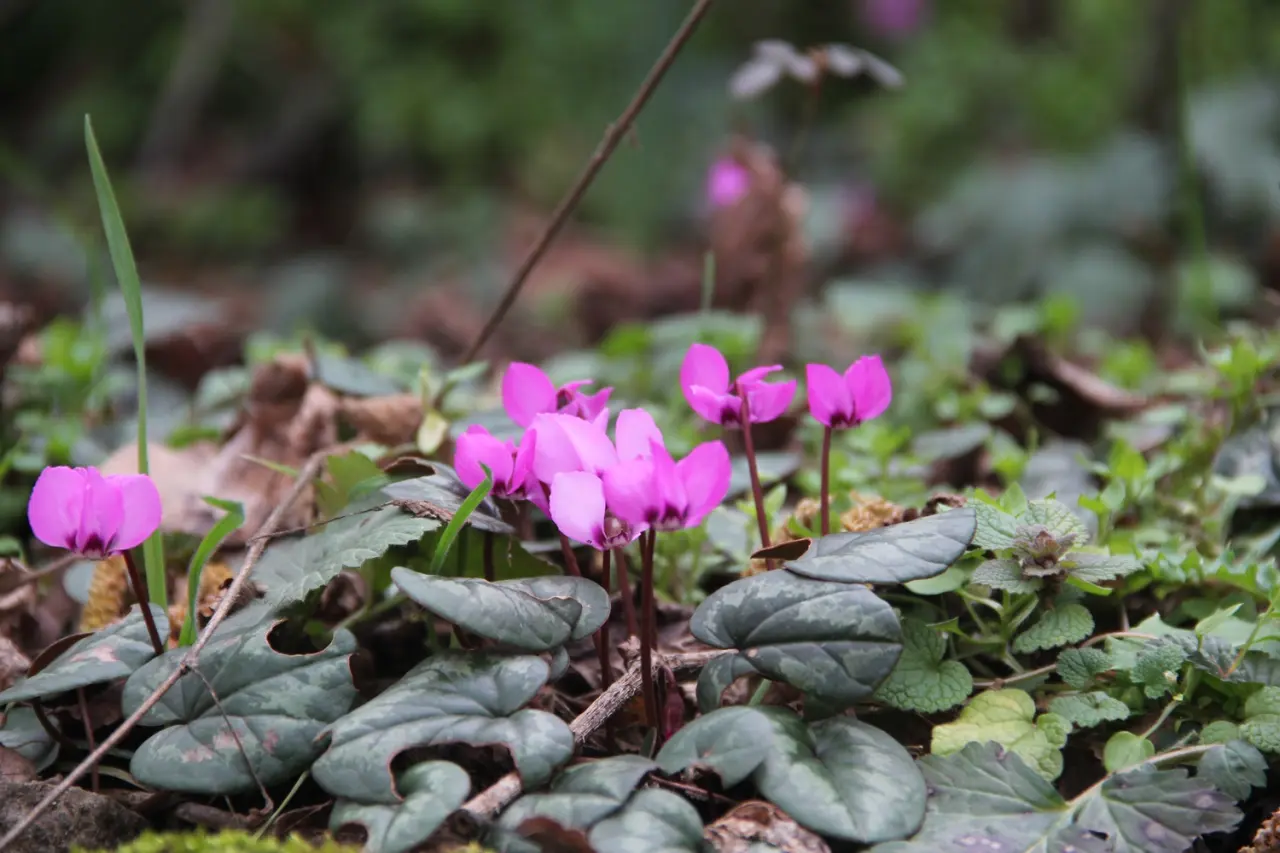 Bu Güzellikler Çorum’da 1