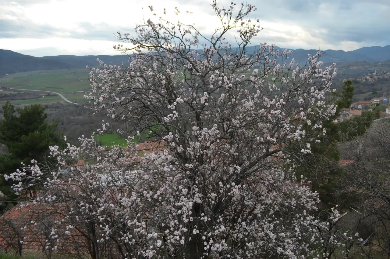 Badem Ağaçları Erken Çiçek Açtı 1