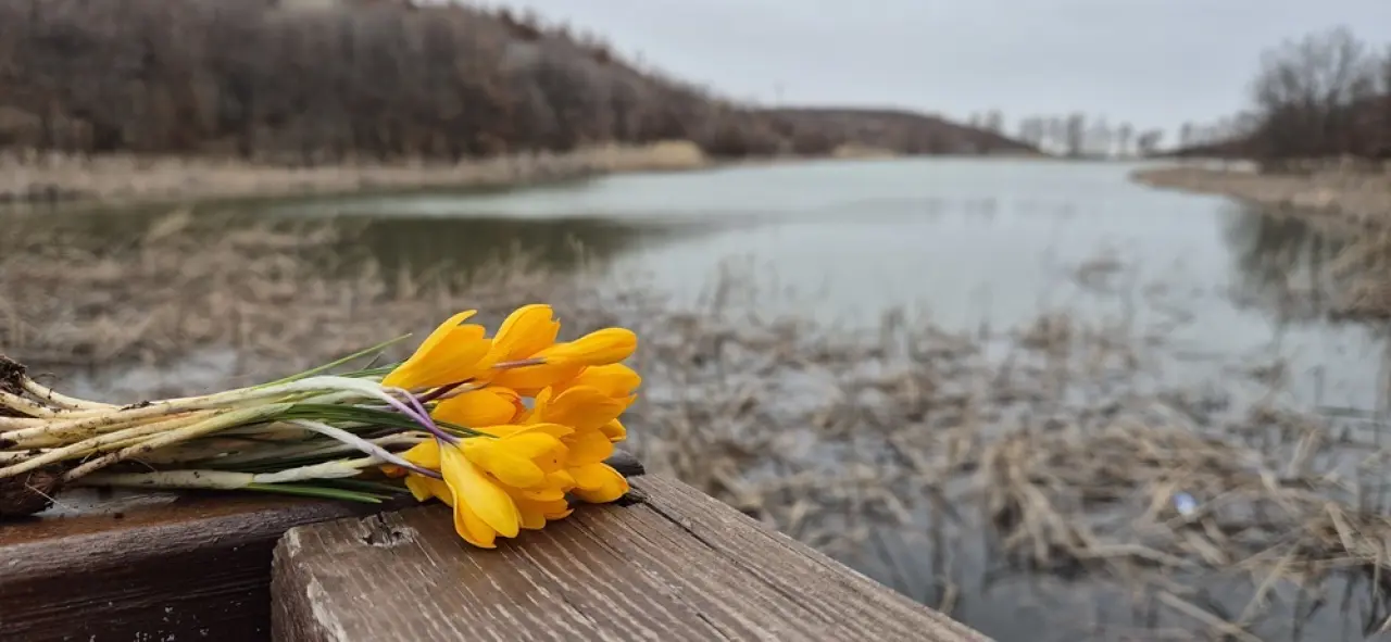 Boğazkale’de Baharın Habercisi Çiğdemler Açtı 3