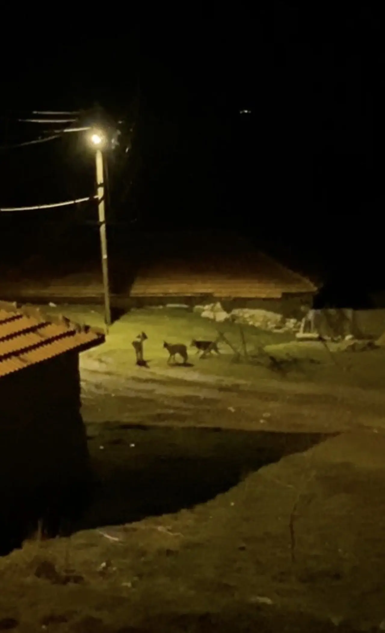 Kurt Sürüsü Köye İndi, İşte O Anlar 1