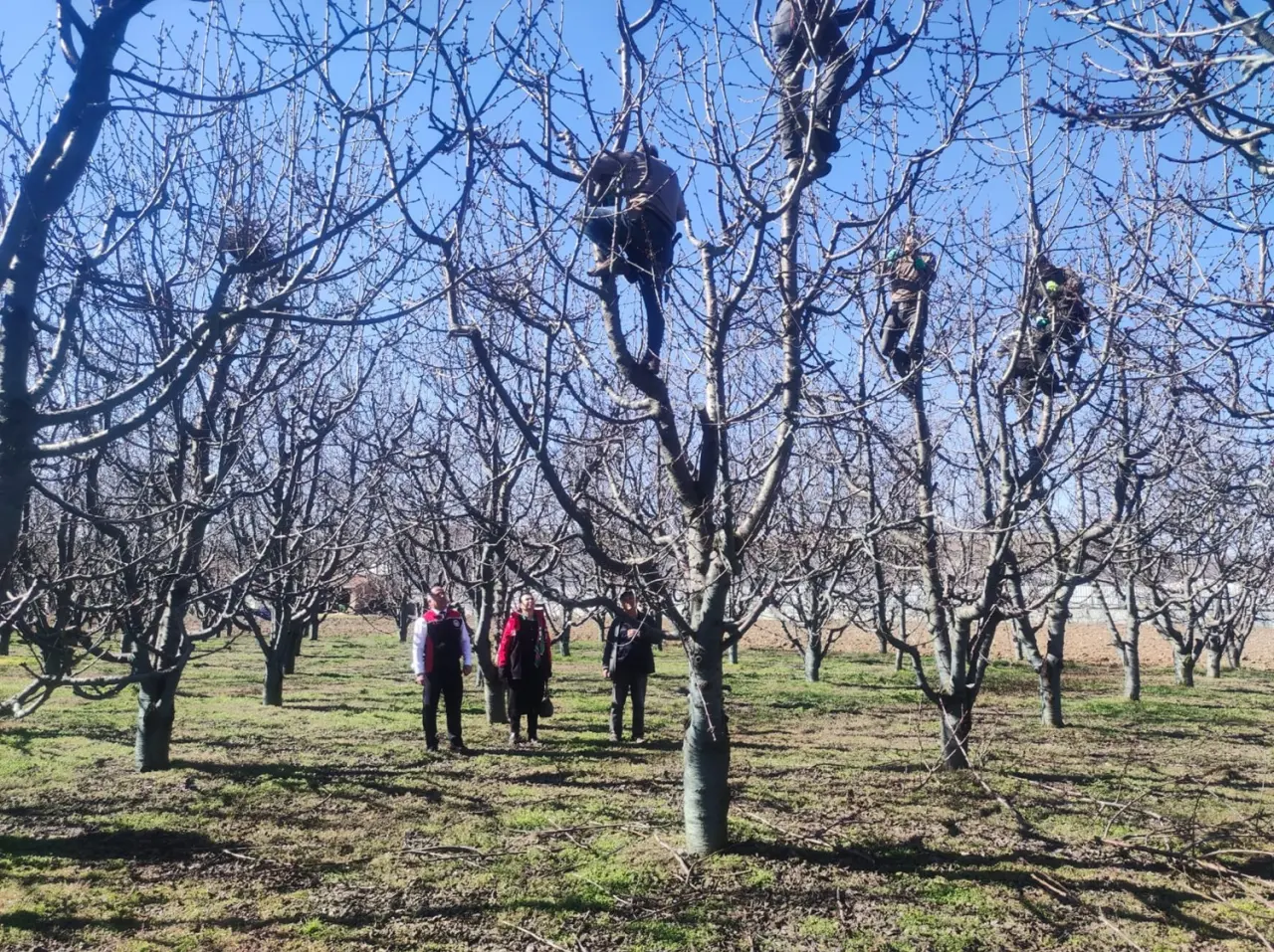Kiraz ve Bağ Üreticilerine Tarlada Budama Eğitimi 1
