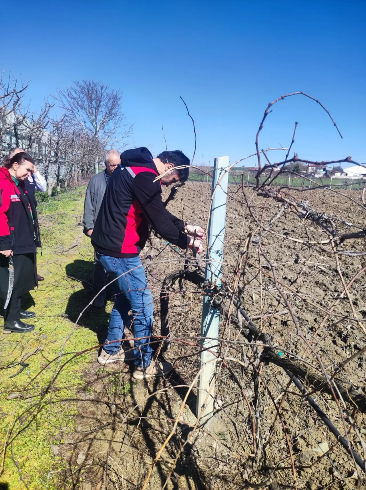 Kiraz ve Bağ Üreticilerine Tarlada Budama Eğitimi 4