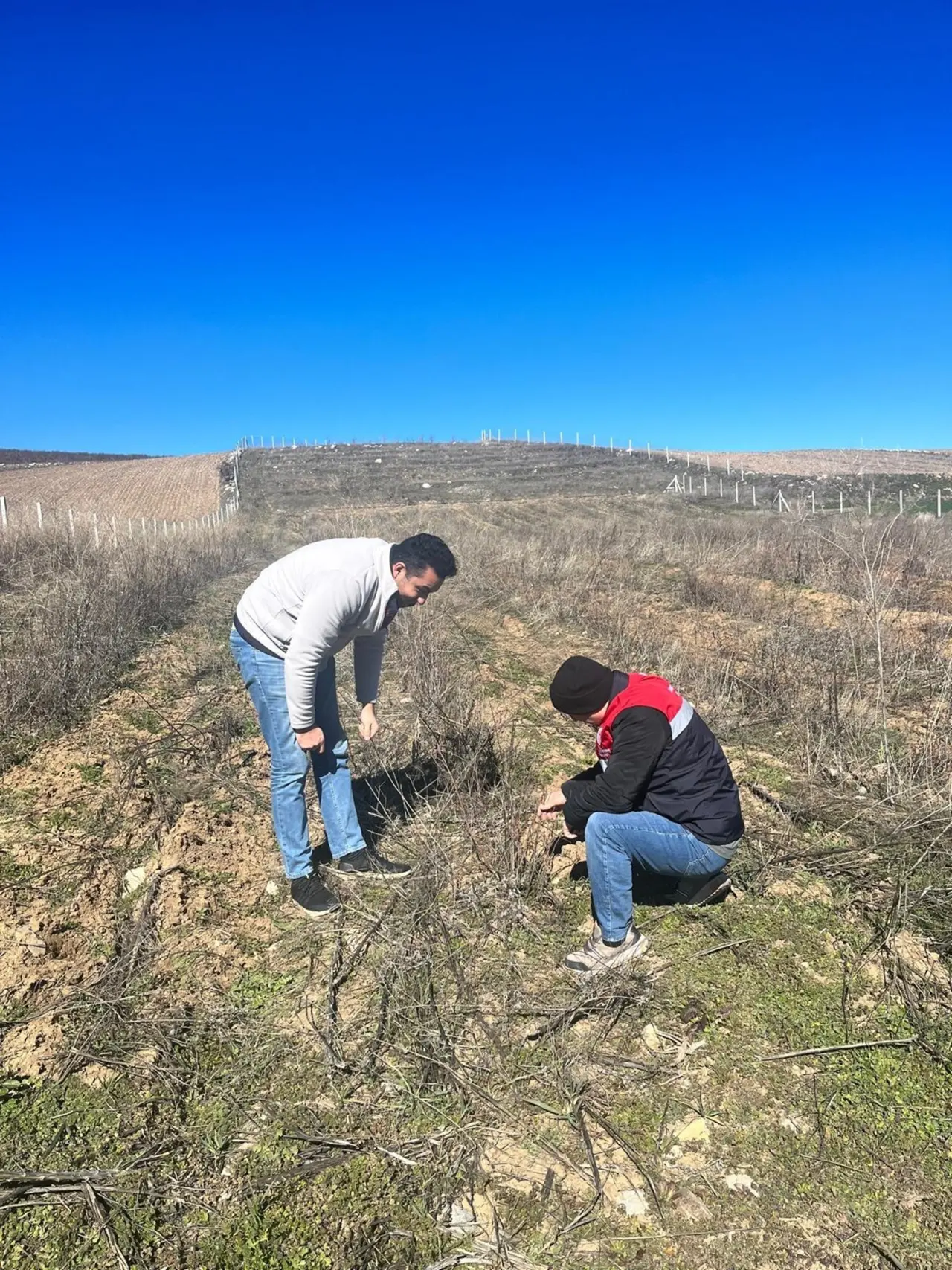 Aronya Üretimi Destekleniyor 3