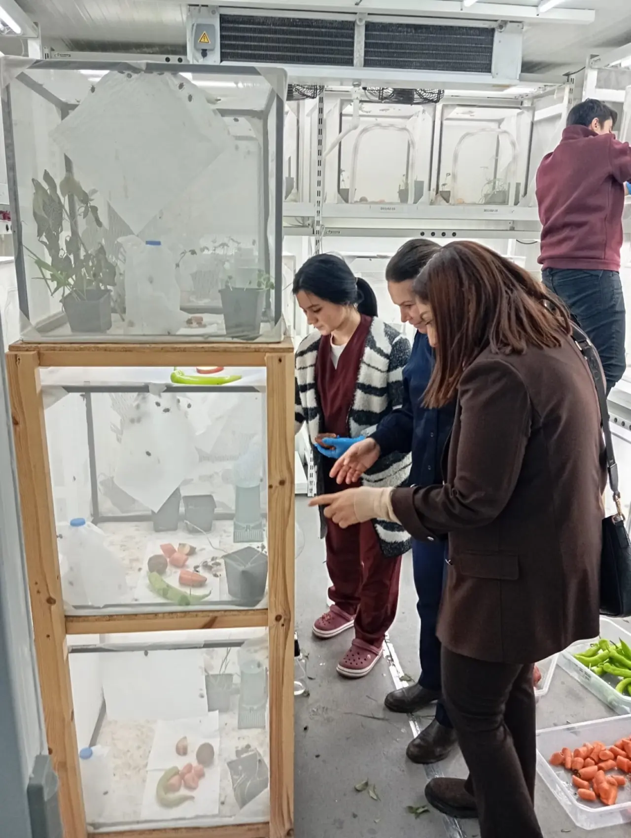 Çorumlu Çiftçinin Yeni Ürün Arayışı Karadeniz'e Uzandı 3